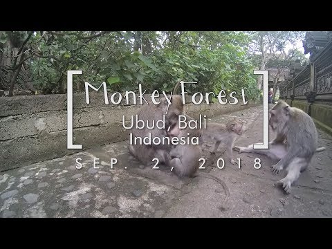 Monkey Forest - Ubud, Bali | VLOG 8